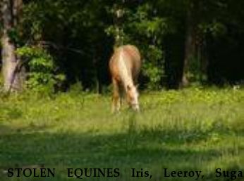 STOLEN EQUINES Iris, Leeroy, Sugar, Patches Near Pleasant Garden, NC, 27313